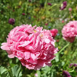 150 Semillas para Jardín Colorido